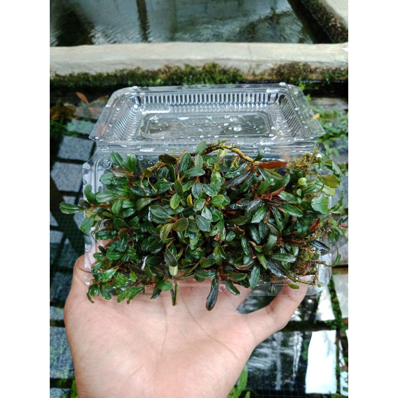 Buce palandra mini tanaman aquascape