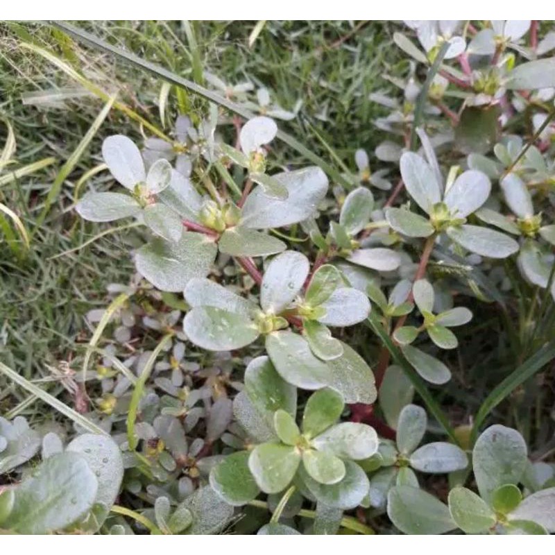 

Terlaris Tanaman Daun Krekot Segar 250 grm