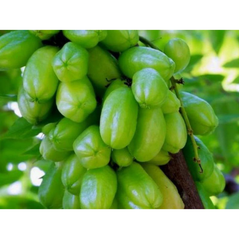 

promo 1 kg buah belimbing wuluh segar