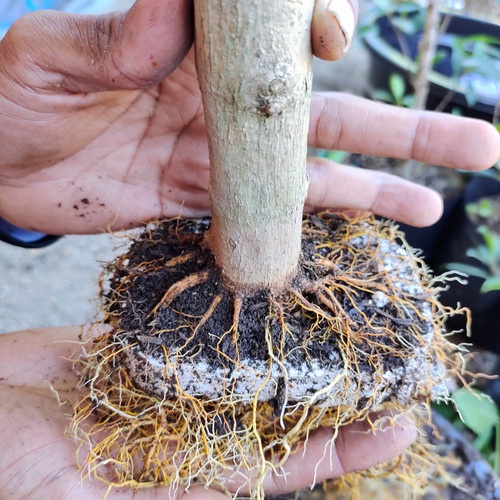 bonsai sancang program akar murah bisa cod