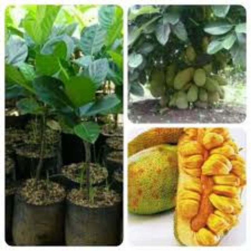 bibit nangka cempedak/pohon nangka cempedak