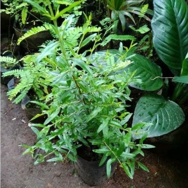 Pohon Delima Putih Bibit Delima Putih