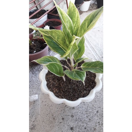 lipstik white emerald dragon