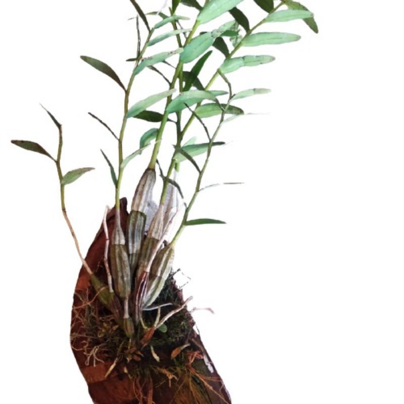 Anggrek Merpati Wangi Dewasa Dendrobium crumenatum dewasa mutiara alam