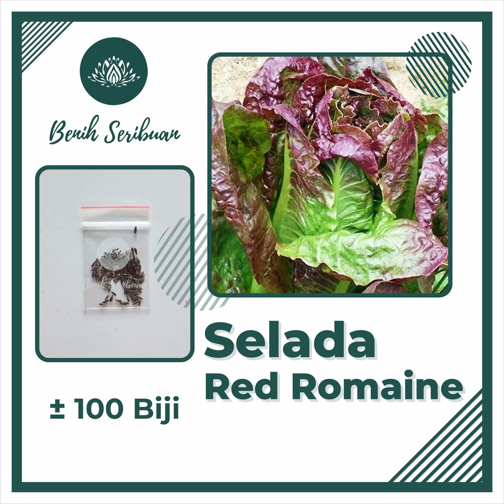 100 Benih Bibit Selada Romaine Merah Sayuran Lettuce Red Romaine Sayur Kaya Gizi Known You Seed