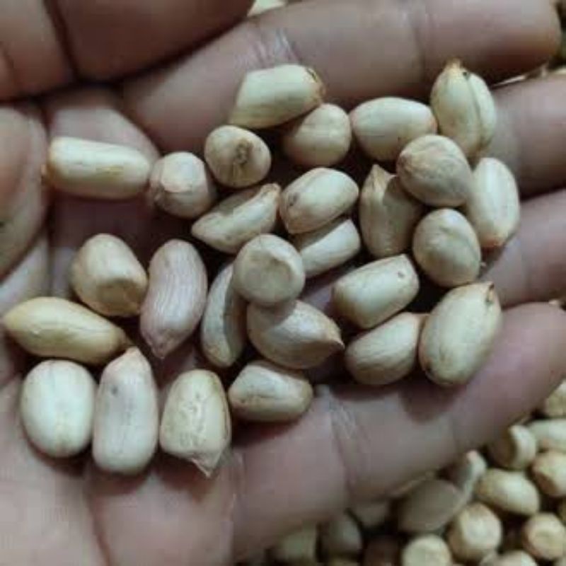 

250 gram bibit kacang tanah super