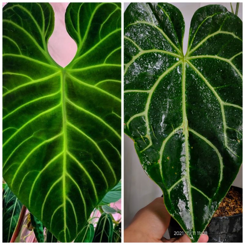 Anthurium Regale Hybrid / Anthurium Regalexmagnificum