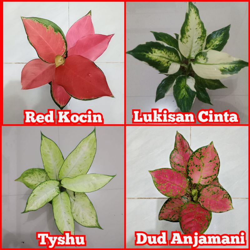 paket 4 macam aglonema tanaman hias daun