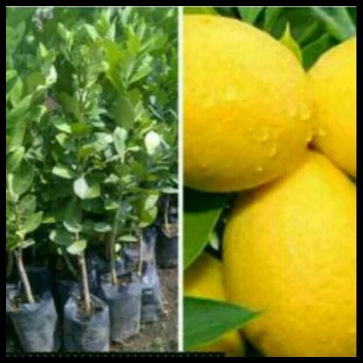 BIBIT JERUK CALIFORNIA BIBIT JERUK NIPIS CALIFORNIA ORIGINAL FLORA