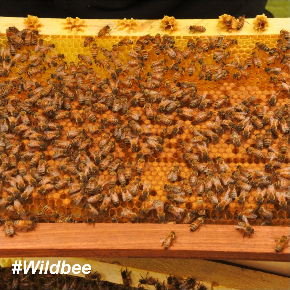 

Madu Kelengkeng / Lebah Apis Melifera - Wild Bee