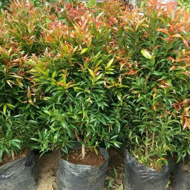 Tanaman hias pucuk merah tinggi 1meter / pohon pucuk merah