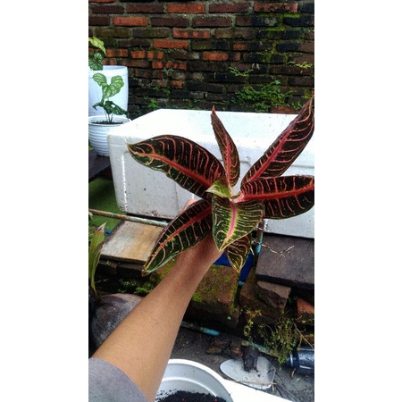 Tanaman Hias Aglonema red Sumatra Asli
