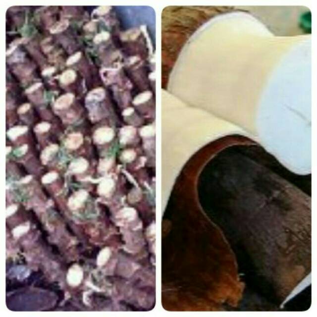 

Batang singkong melati