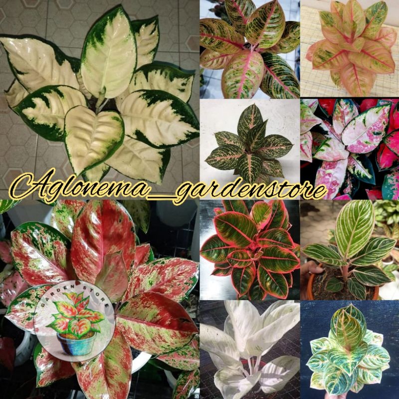 PROMO paket 10E bonggol aglonema termurah, Escada,kocin tri coler,kanza,rinjani,minions,tri coler