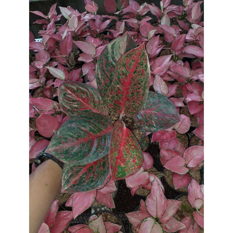 aglaonema red stardust