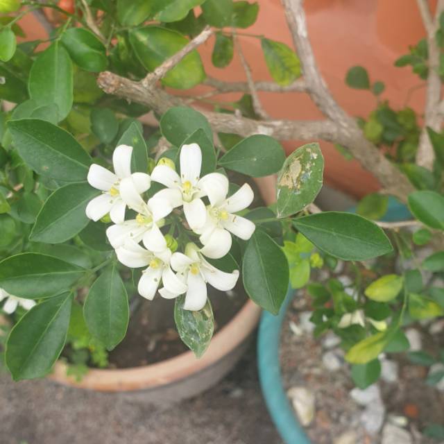suzanfriana