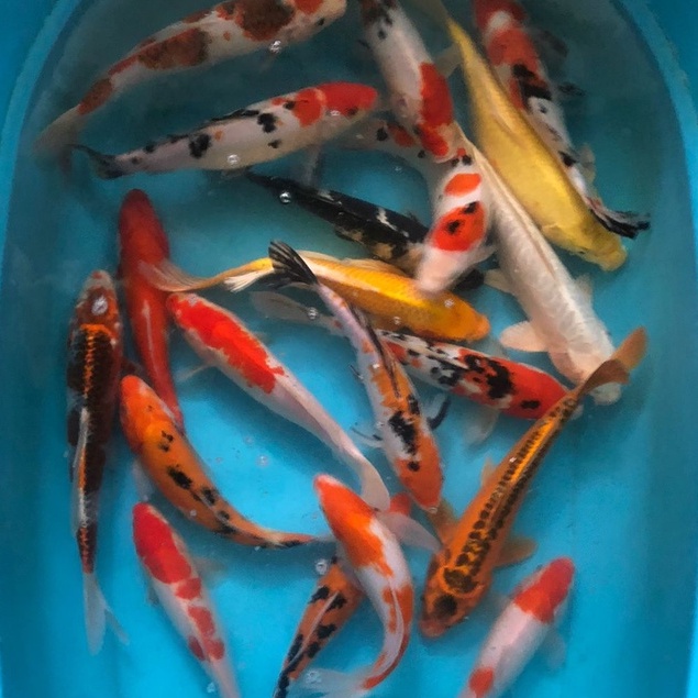 Ikan Koi Blitar Mix 26-30cm Grade A (Pilih Acak)