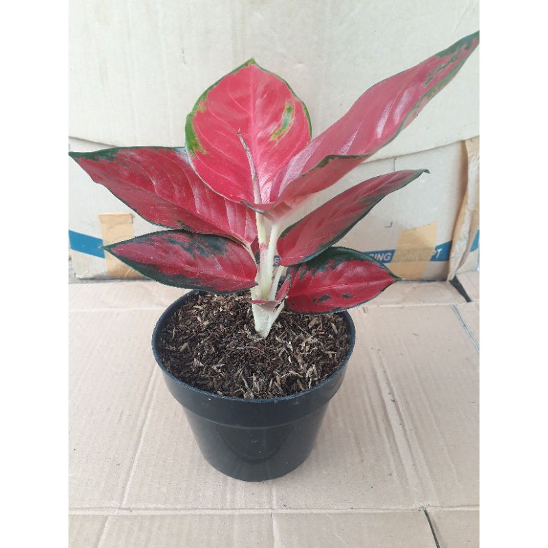 suksom super special