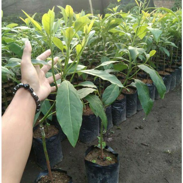 Bibit alpukat Hass Australia asli