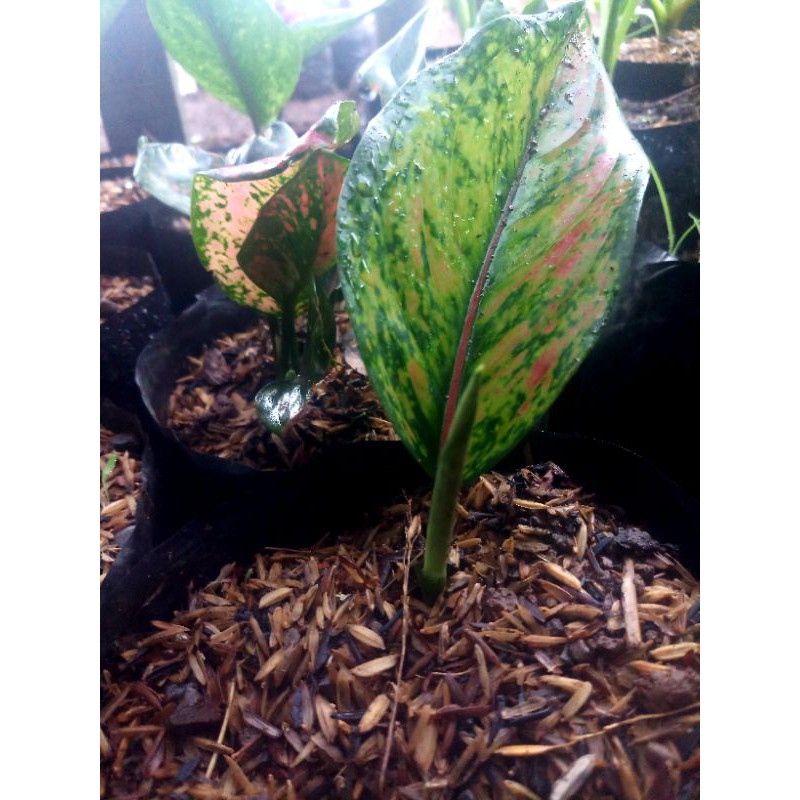 aglonema hengheng merah