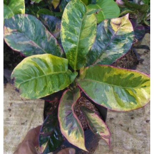 Tanaman Hias Puring Sri Langka Tanaman Pot Puring