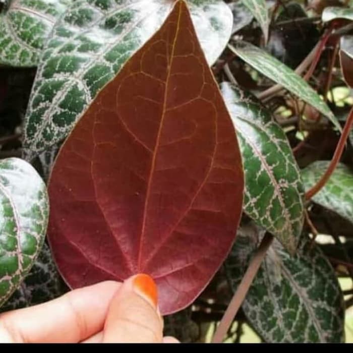 

Daun Sirih Merah Segar, Harga per Lembar