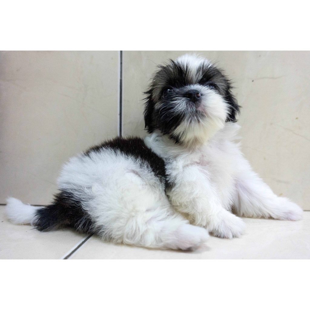 Shihtzu Stb Vaksin Microchip Sitsu Shih-tzu Sitzu Ready Jual Anjing di Medan