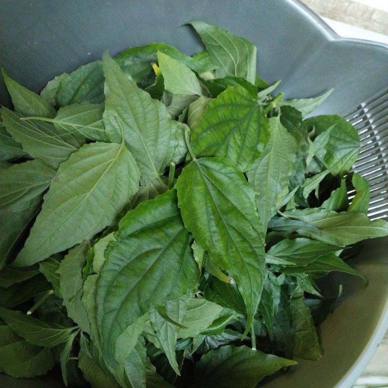 

Daun belalai gajah 500gr