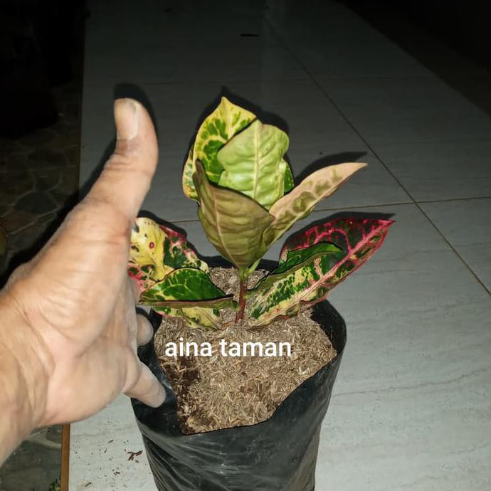 Pohon Puring Kura-Bibit Tanaman Puring Kura