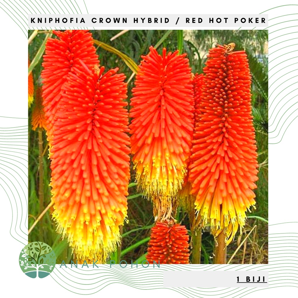 Benih Bibit Biji - Bunga Red Hot Poker / Kniphofia Crown Hybrid Flower Seeds - IMPORT