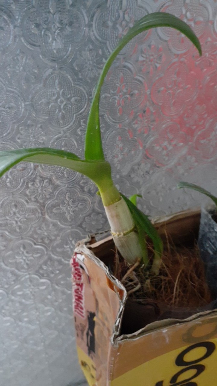 Seedling Gramma Tiger Paw