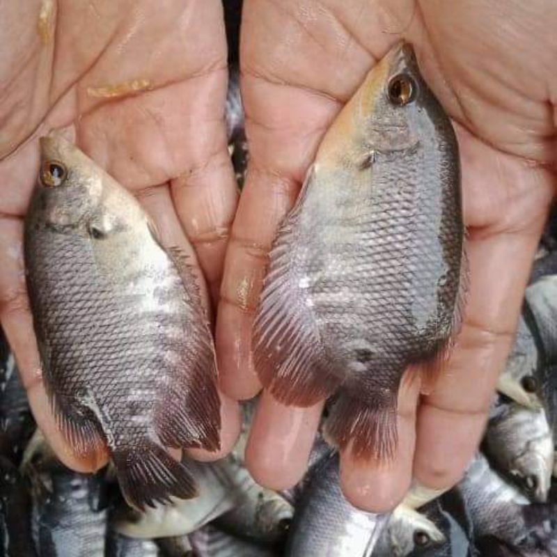 bibit ikan gurame soang -+2 jari