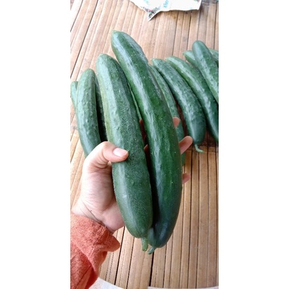 Timun Jepang segar 1kg