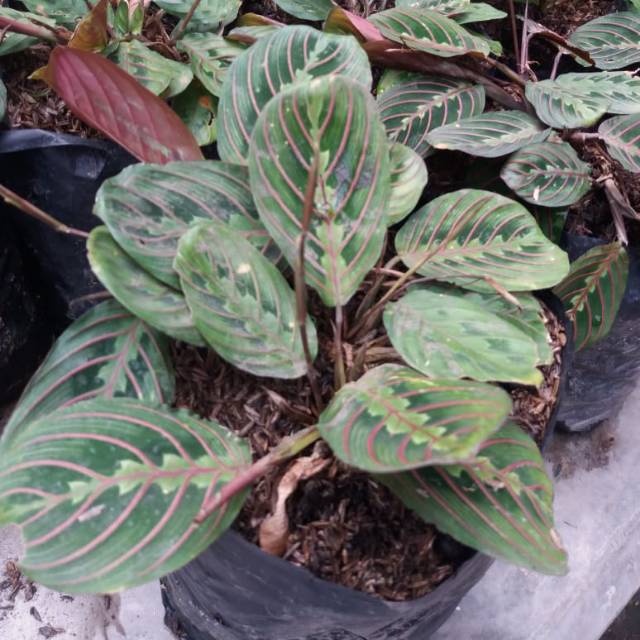 Tanaman hias calatea kepiting