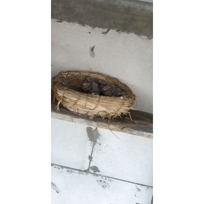 perkutut bangkok sepasang