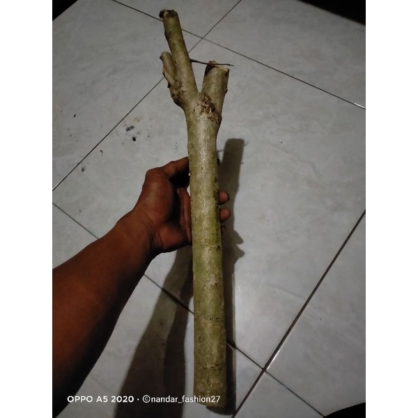 CUTING/STEK BONSAI WALIKUKUN 11k