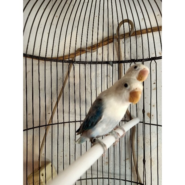 Burung Lovebird/LB/lakbet jenis BIOLA EUWING mouve/blue mandiri/dewasa