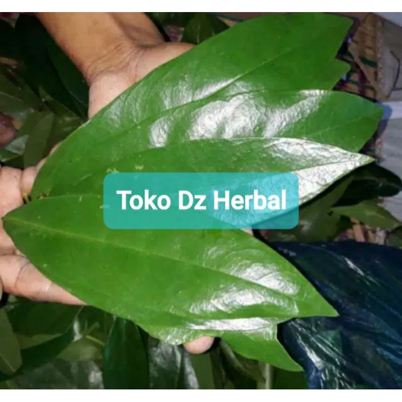 

Daun buni segar 1 kg fresh petik langsung-az