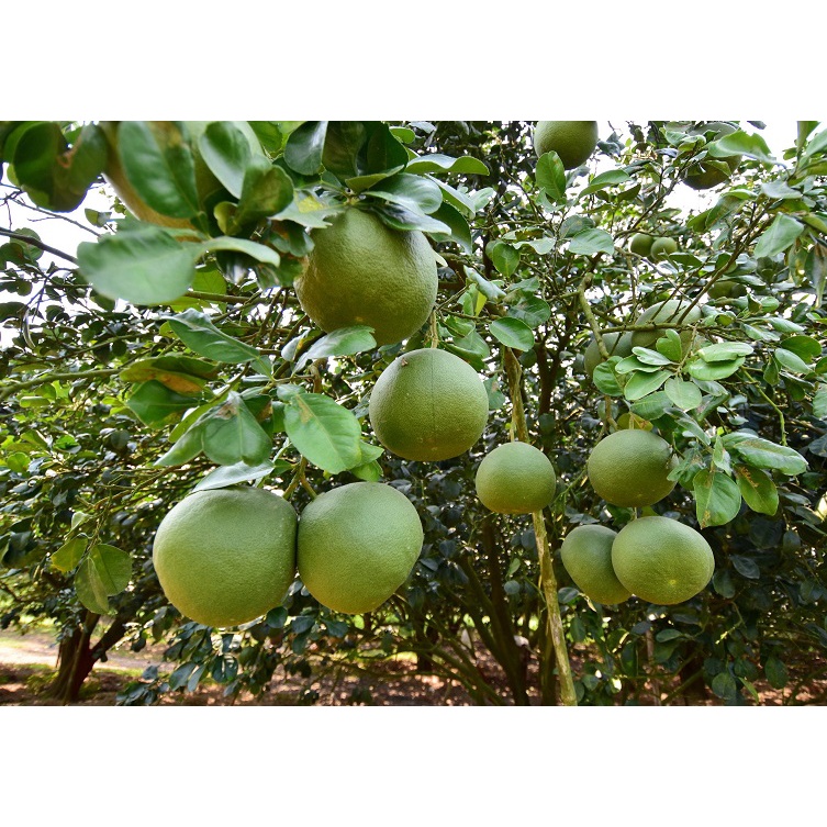 BIBIT JERUK BALI OKULASI