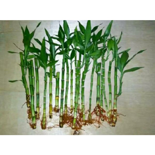 Bambu Hoki Super Tanaman Hias Bambu Hoki Import Jumbo Tanaman Aquascape Jual Perbatang