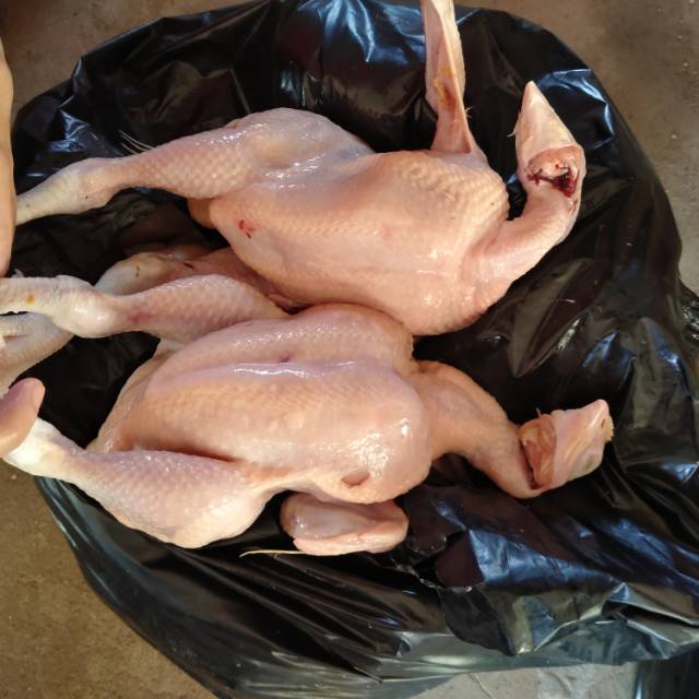

Ayam Boiler UK 1 kg Utuh ( berat hidup )