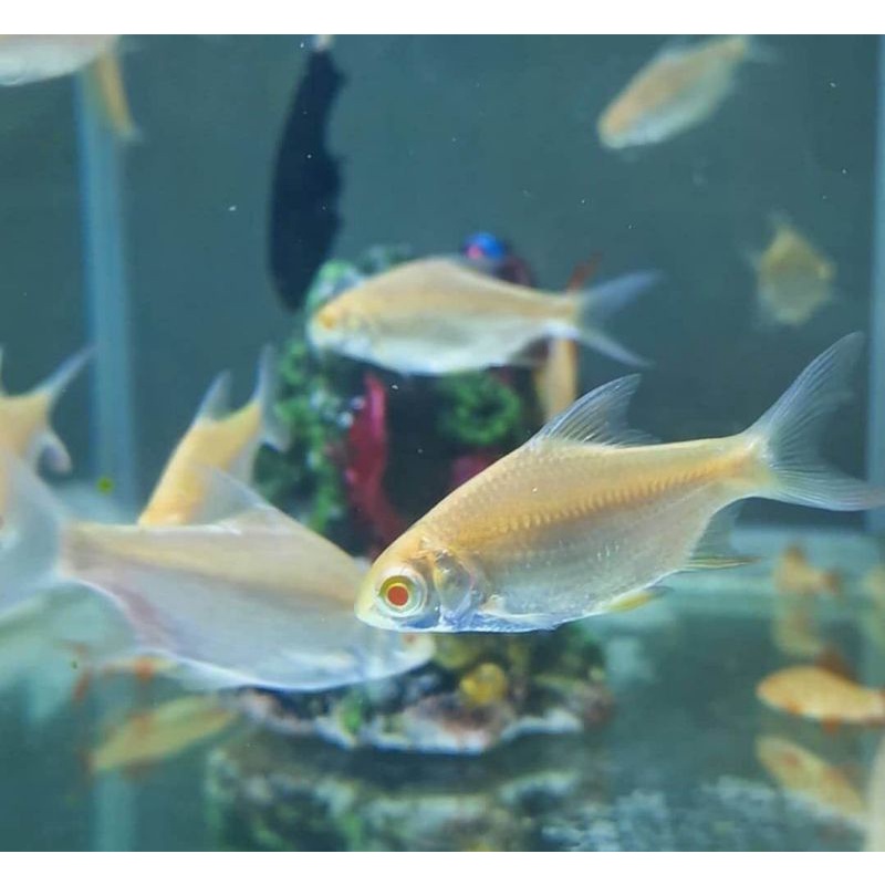 ikan hias kapiat albino uk ±10cm