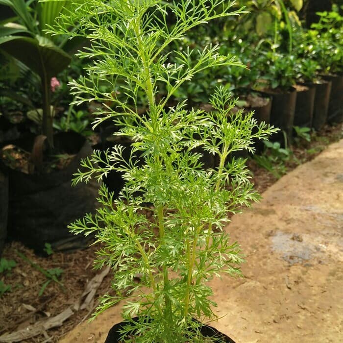 Tanaman Hias Cemara Air Mini (Hiasan Meja Indoor)
