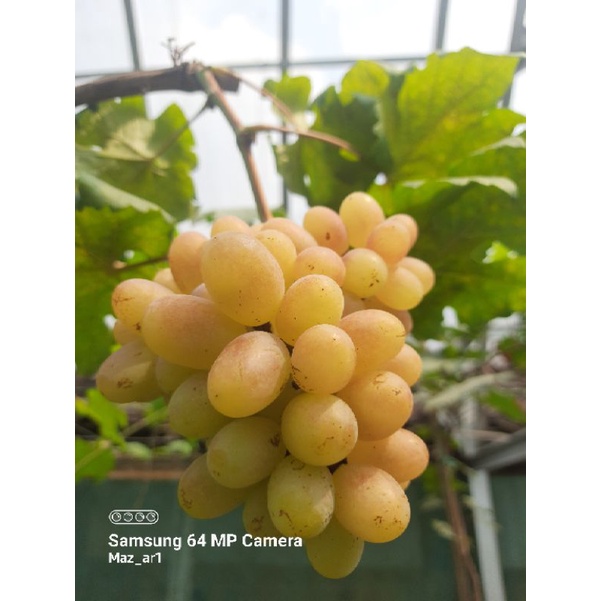 Cutting Anggur impor