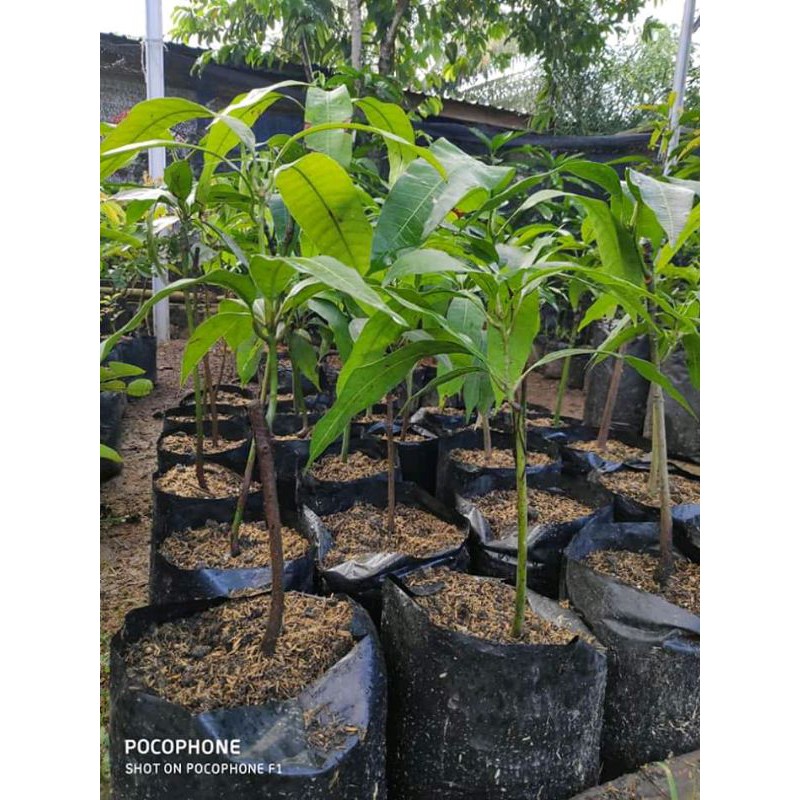 

bibit mangga