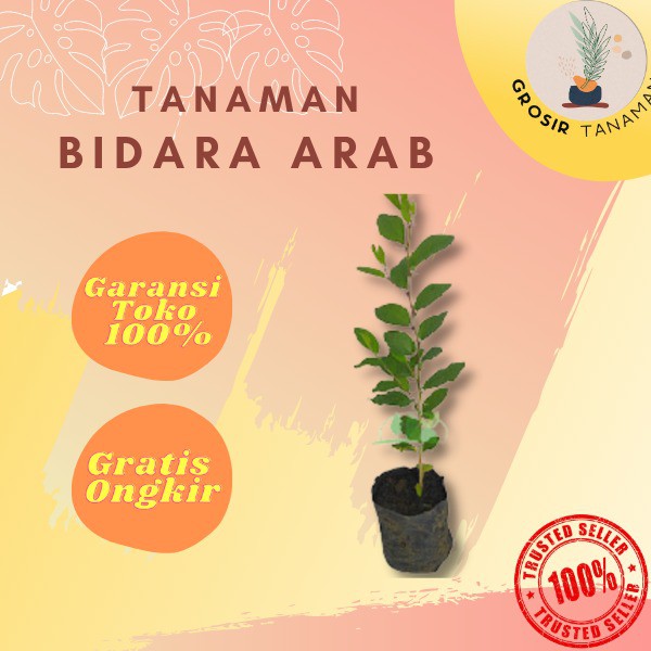 Bibit Pohon Bidara Arab Asli Murah