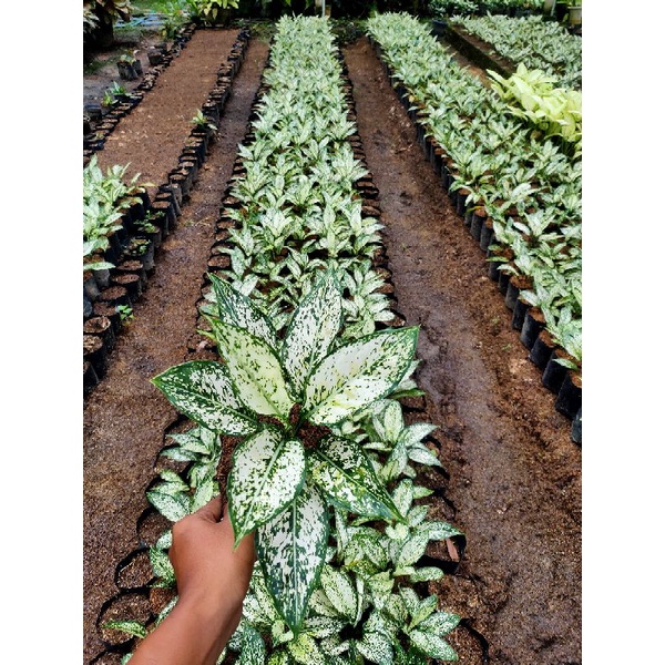 AGLONEM SNOW WHITE TERMURAH / AGLONEMA SNOW WHITE / AGLONEMA TERMURAH / AGLONEMA SNOW WHITE