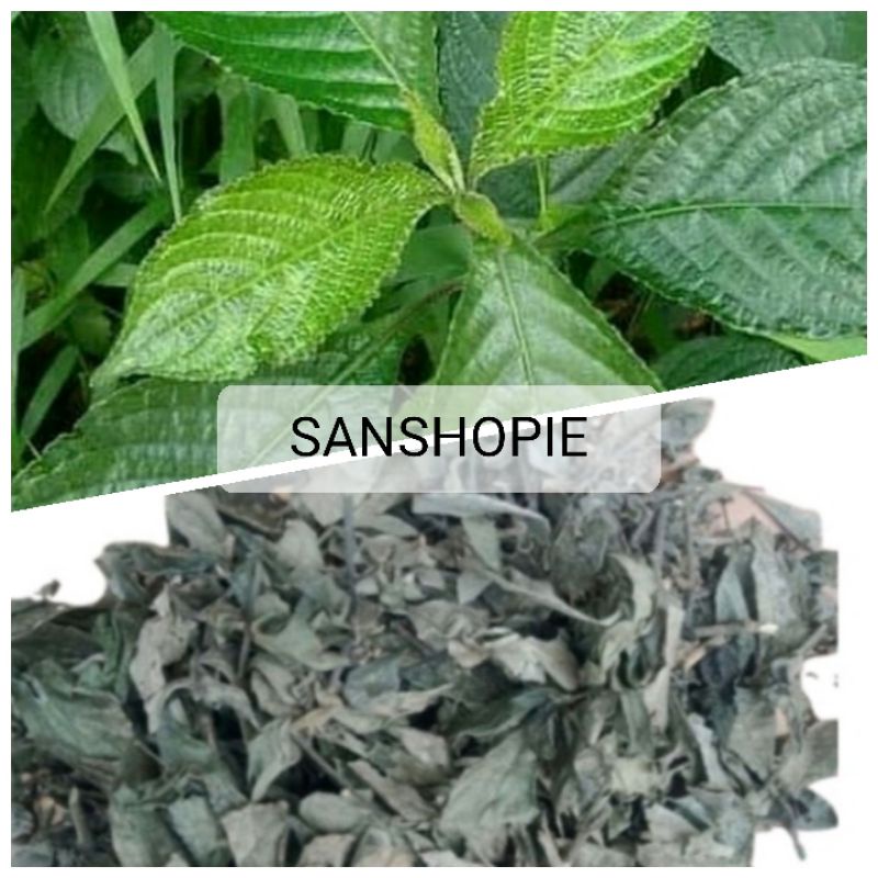 

Daun keji beling atau pecah beling kering 500 gram