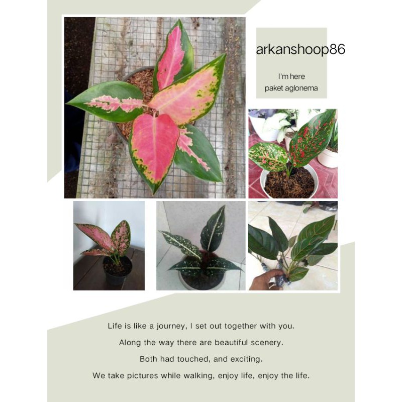 paket 5 aglonema anakan