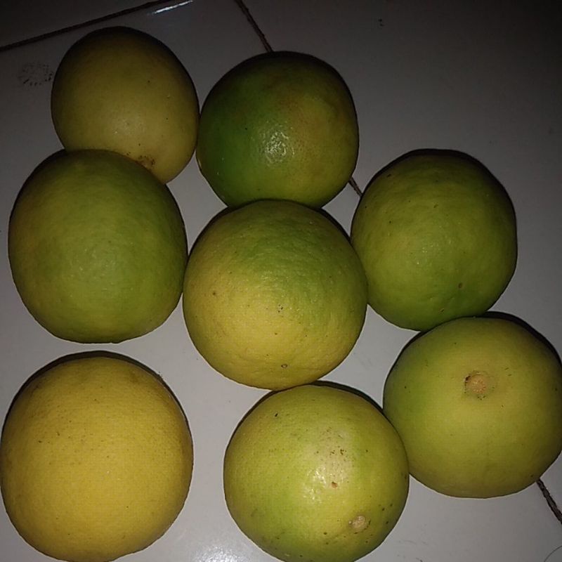 

Jeruk nipis fresh from garden | jeruk nipis segar